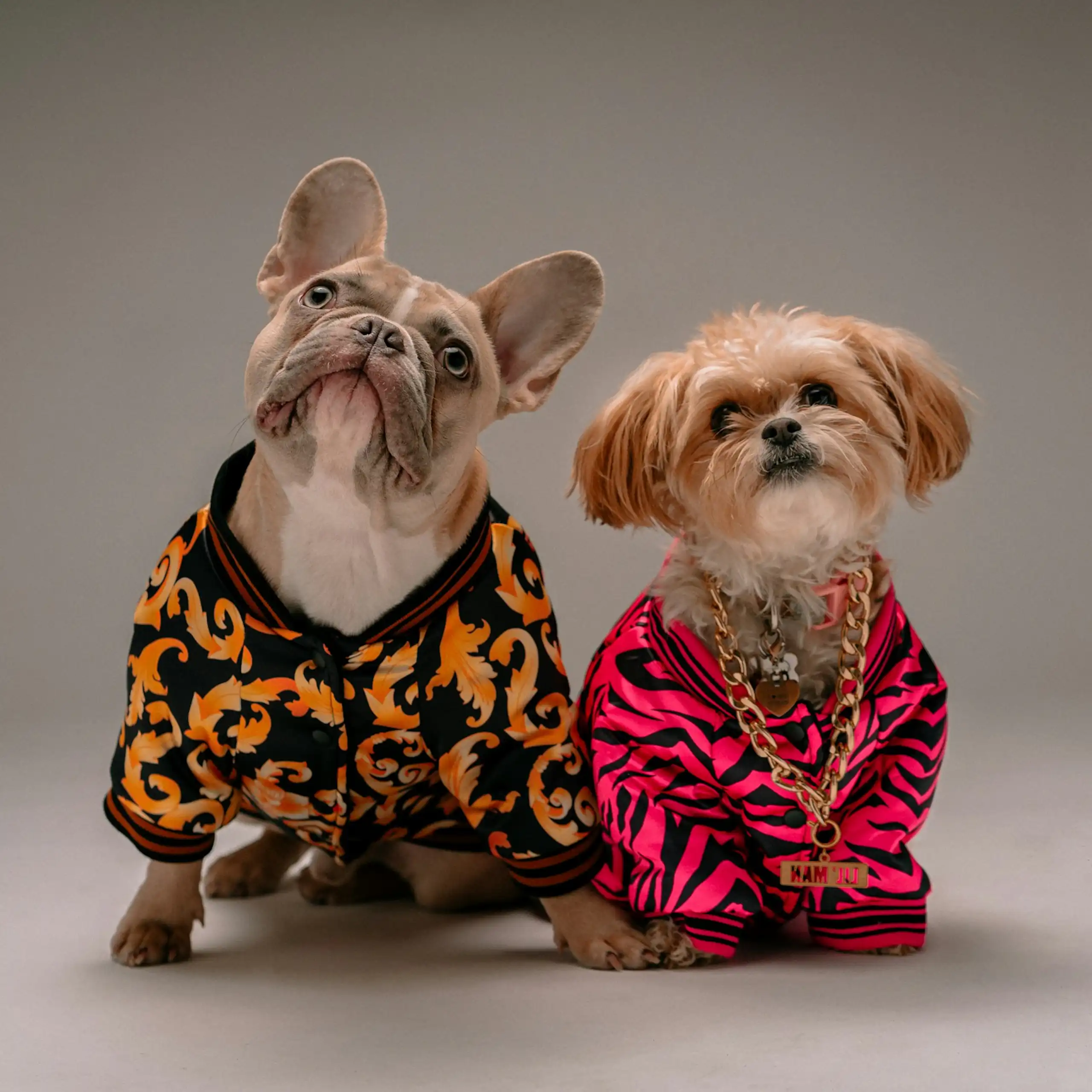 Two dogs with strange expressions, wearing garish human clothes and a gold necklace.