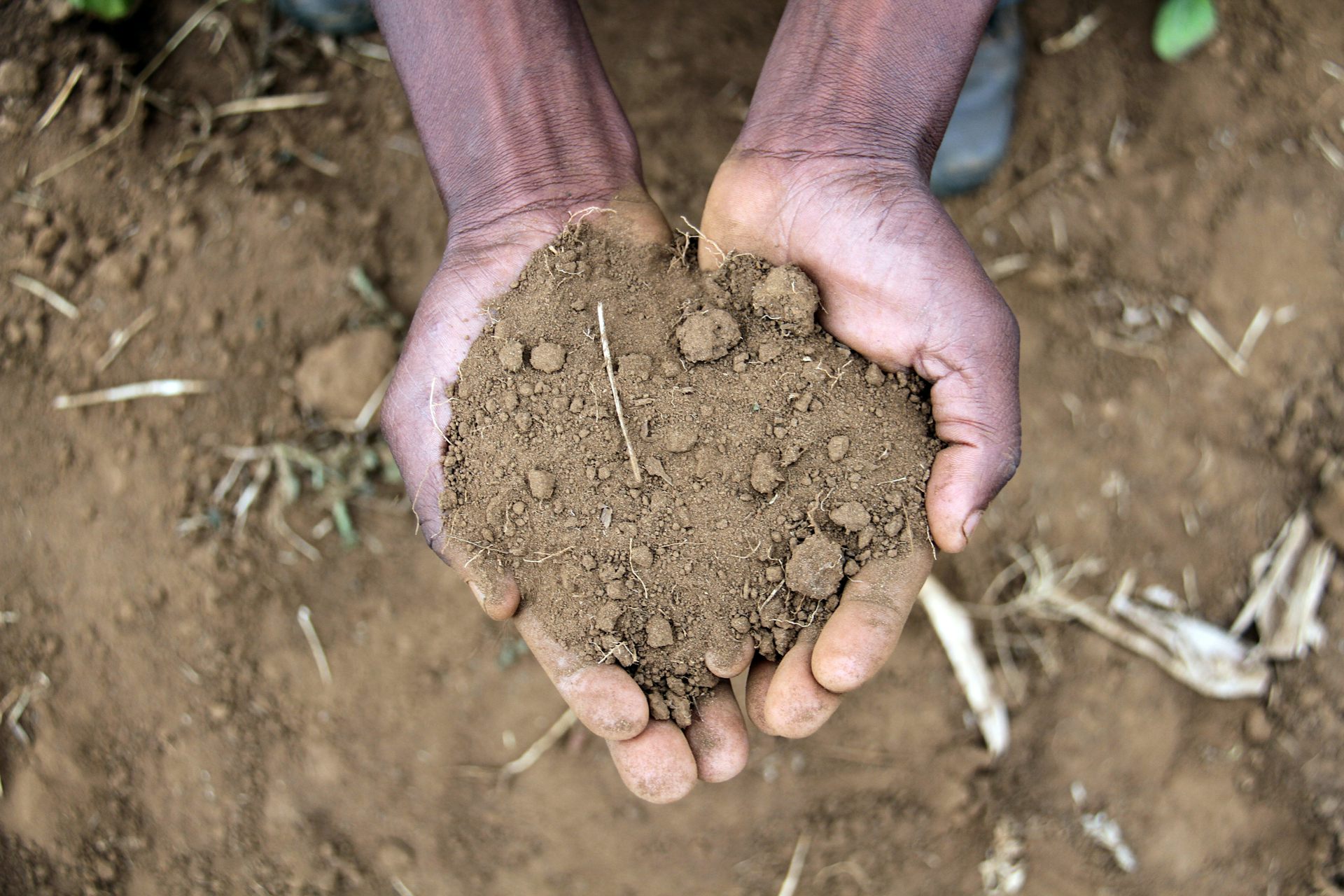The soil’s early warning system: microbes can predict desertification before plants start to die