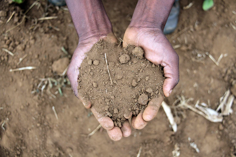 Cupped hands holding soil