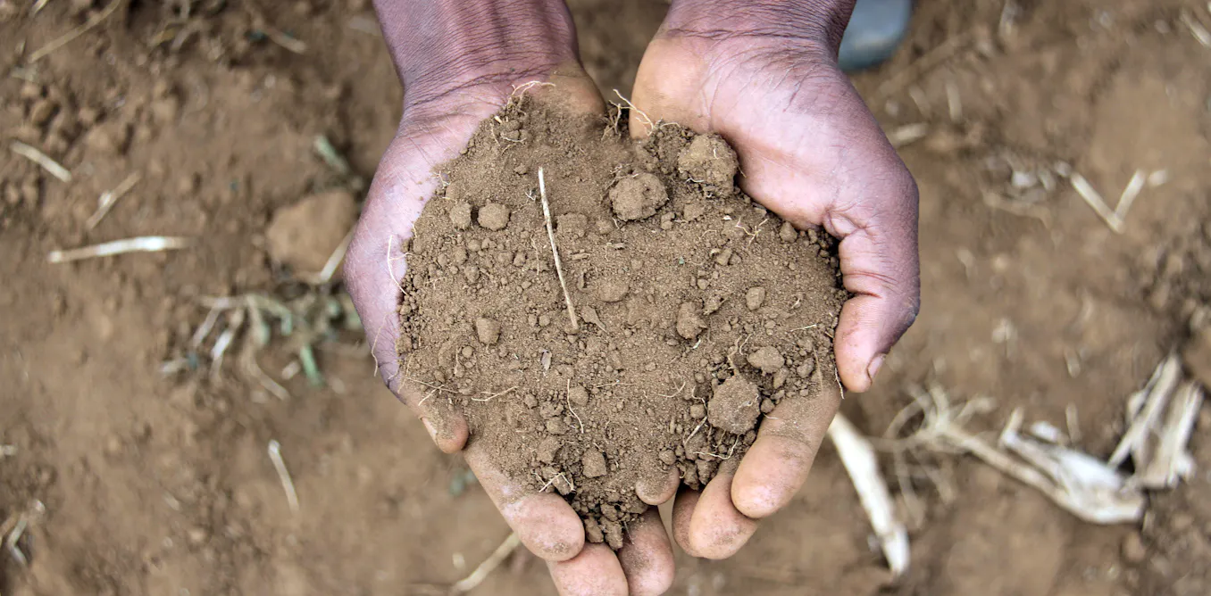 The soil’s early warning system: microbes can predict desertification before plants start to die The soil’s early warning system: microbes can predict desertification before plants start to die