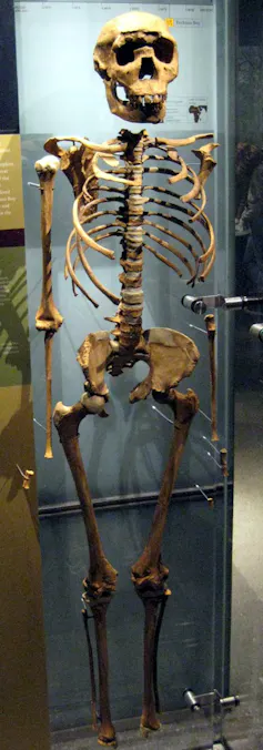 A replica of the Turkana boy skeleton at the American Museum of Natural History in New York.
