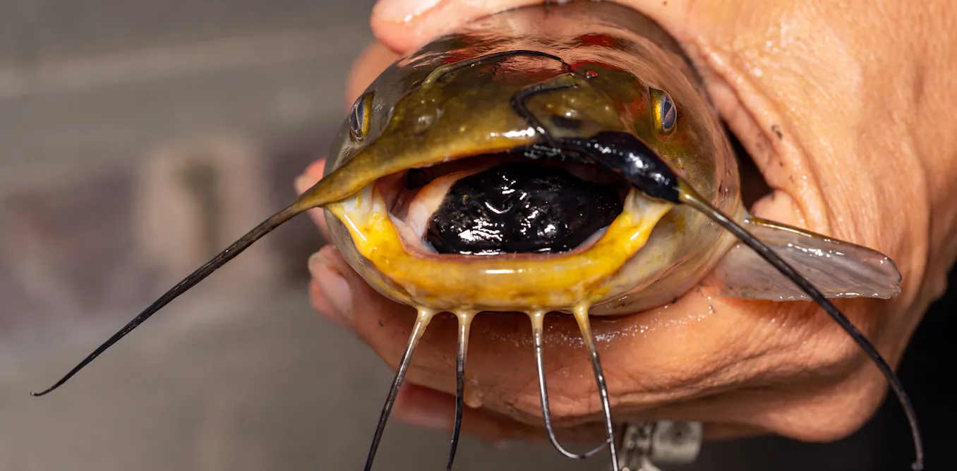 Photo: Theconversation Bullhead Catfish: Rare Transmissible Cancer Discovered in Lake Memphremagog