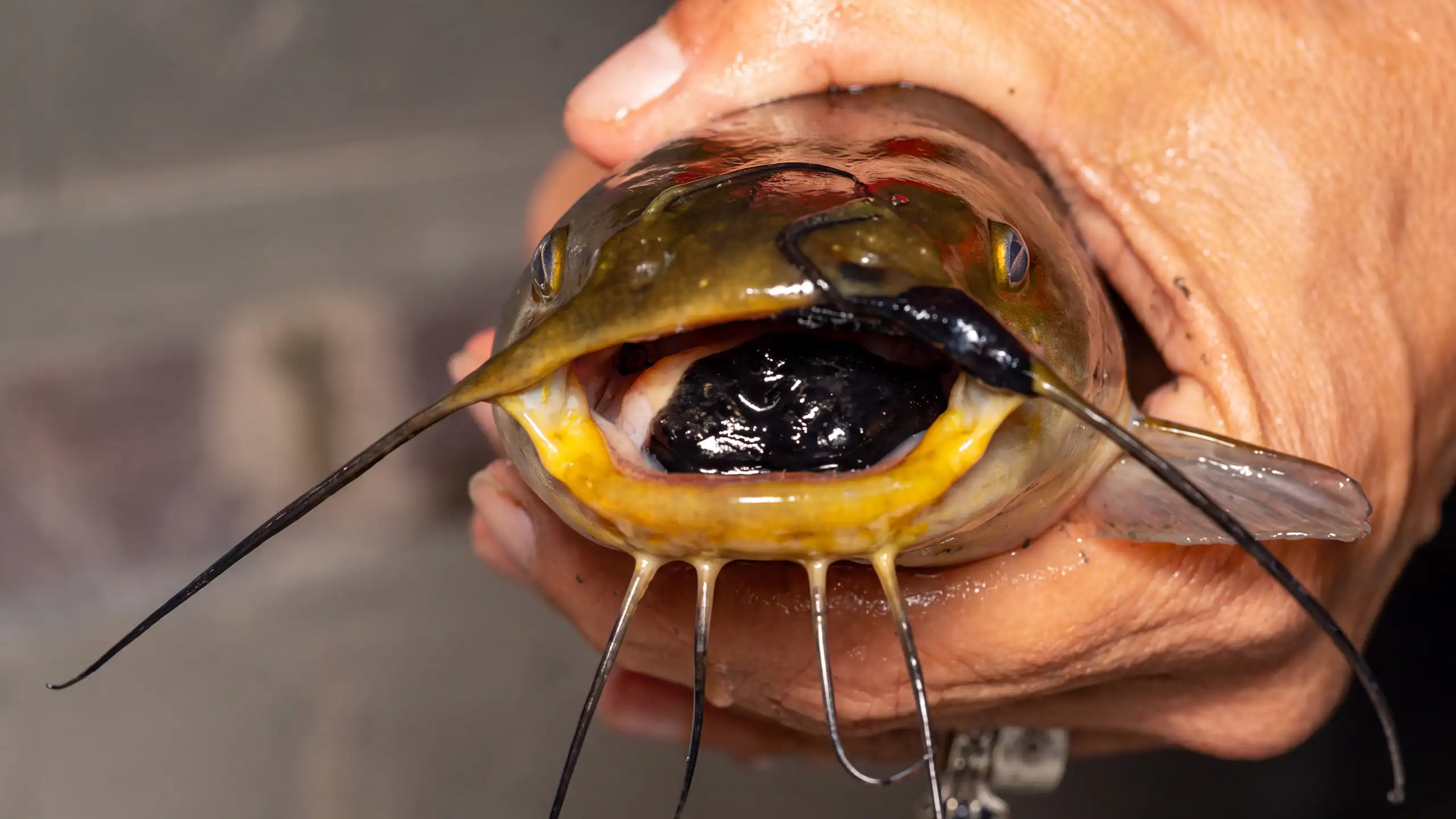 a greenish brown fish with a large black mark on its tongue