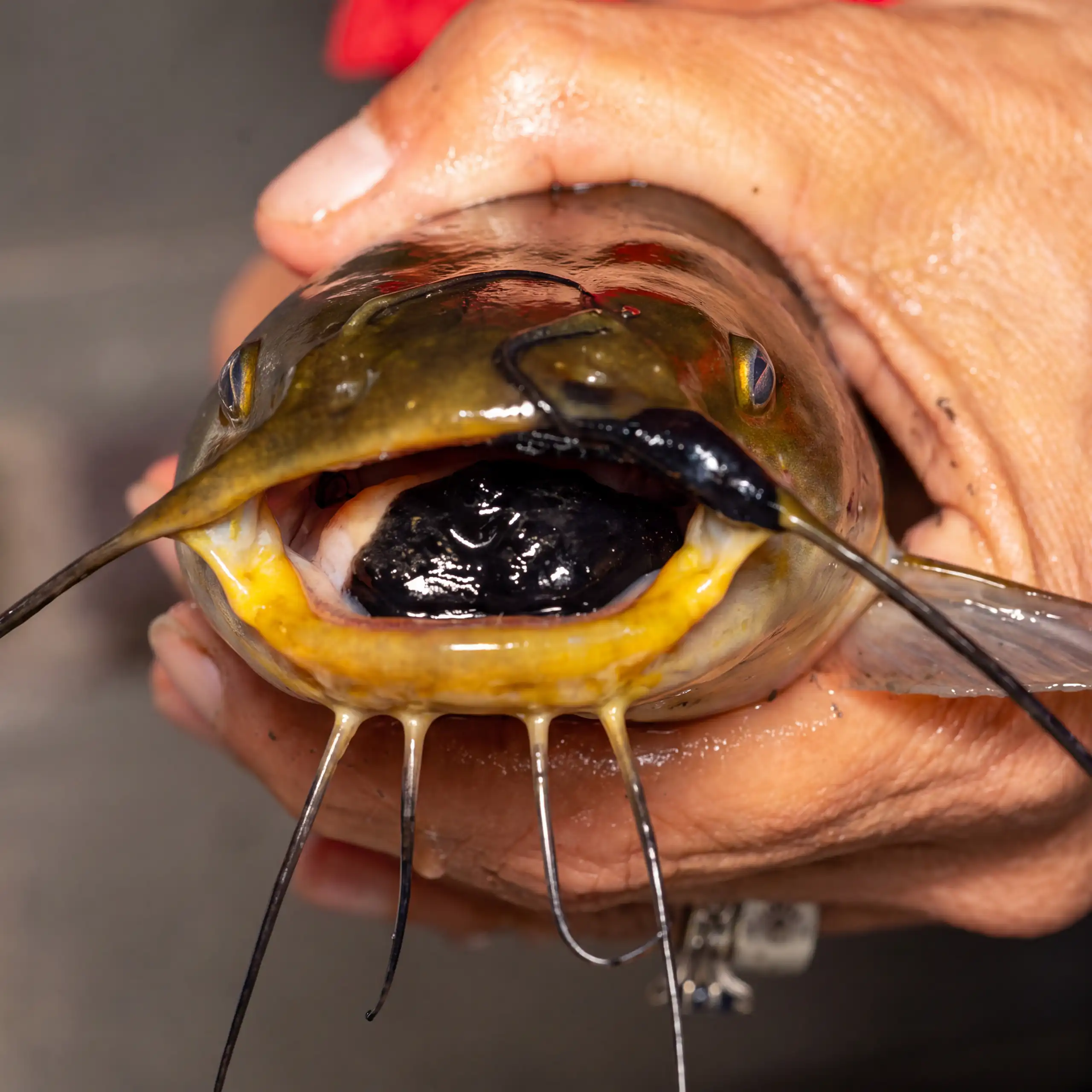 a greenish brown fish with a large black mark on its tongue