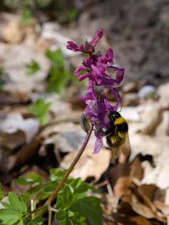Un abejorro sobre unas flores de color morado