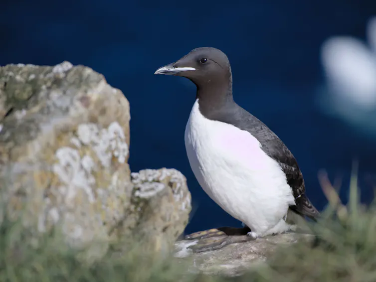 Un ave blanca y negra sobre una roca con el mar de fondo