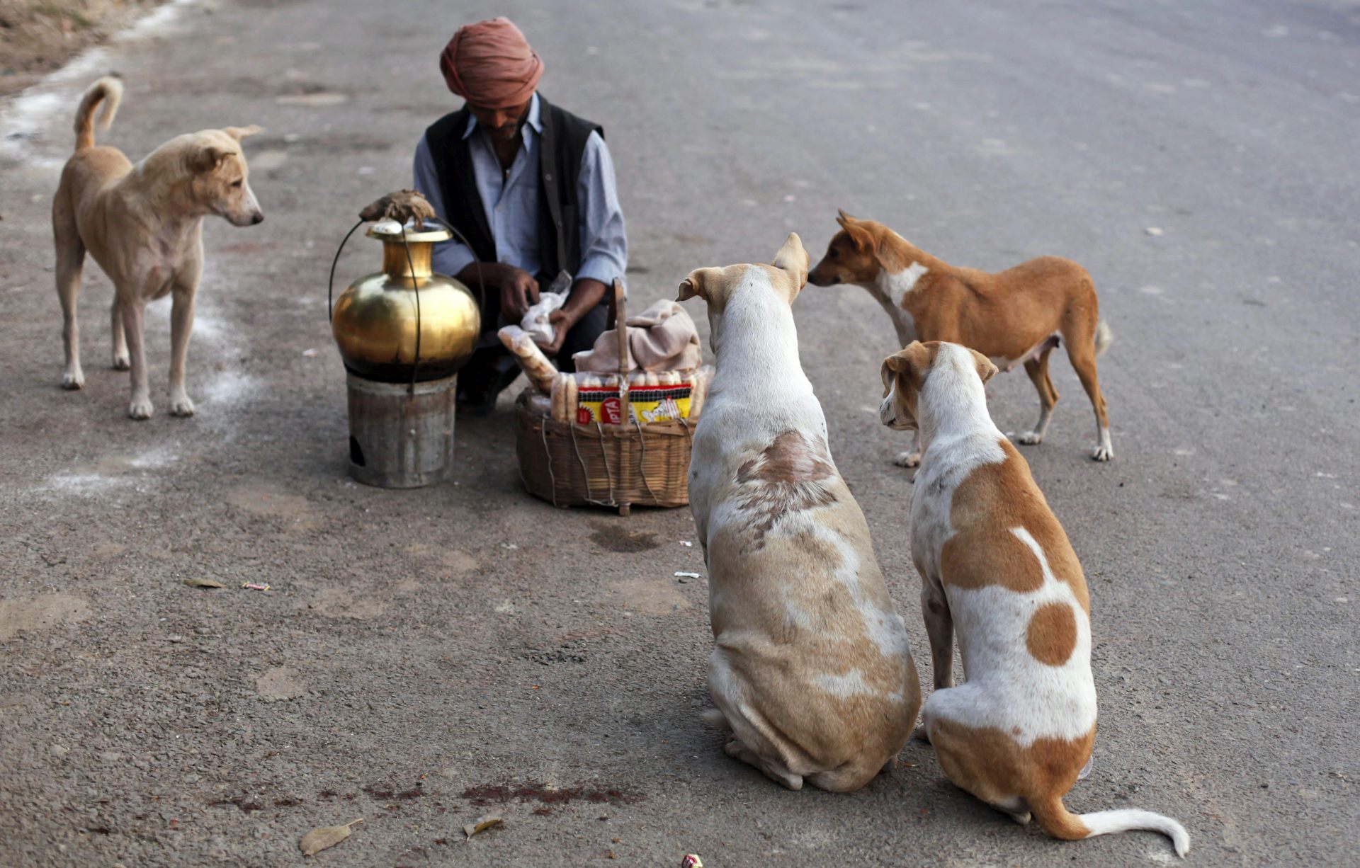 A tea vendor is surrounded by friendly stray dogs.