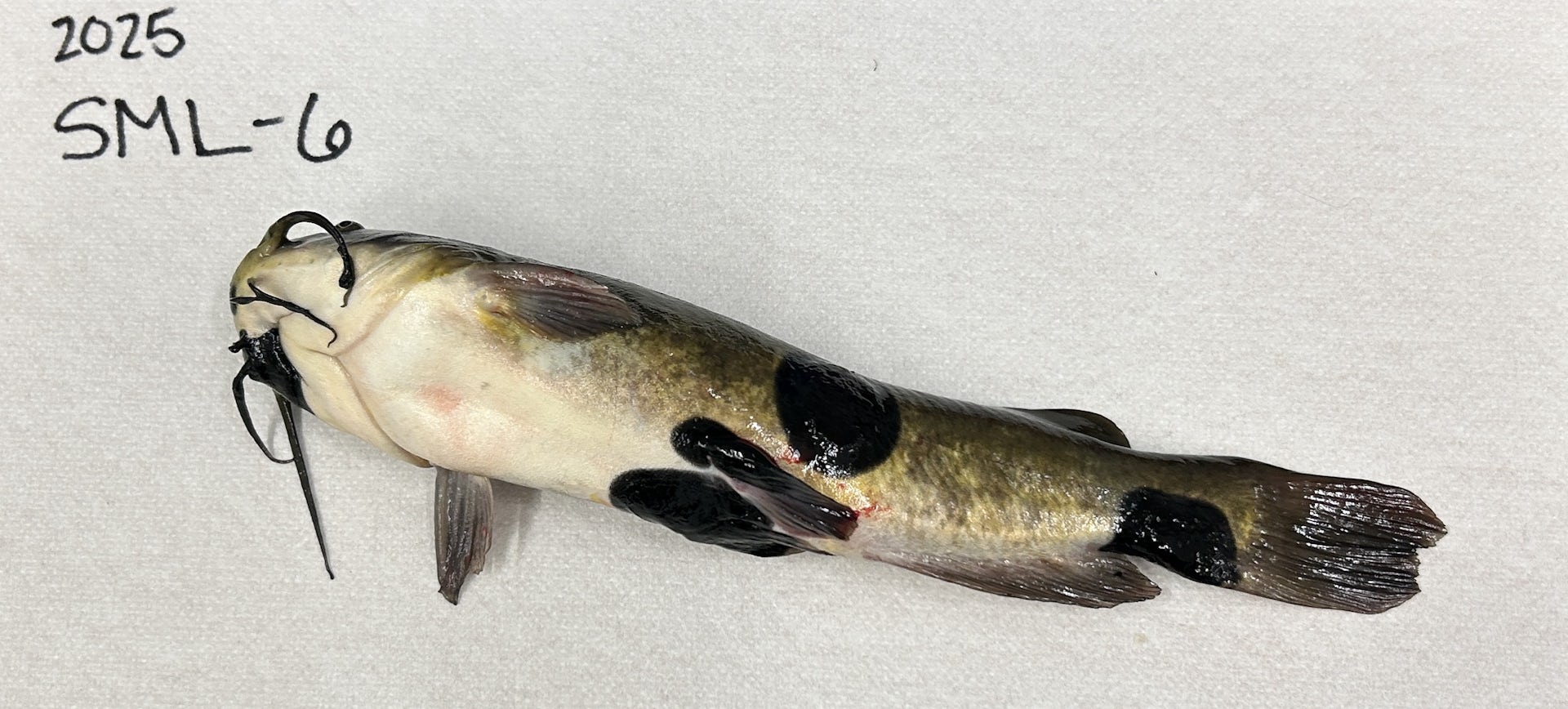 a whitish/greenish fish with black marks on its body
