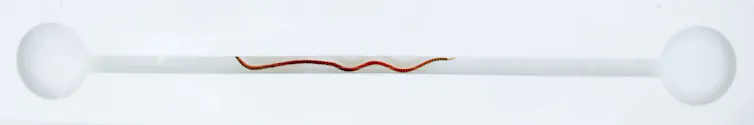 A diagram showing a narrow channel with a filament moving through it