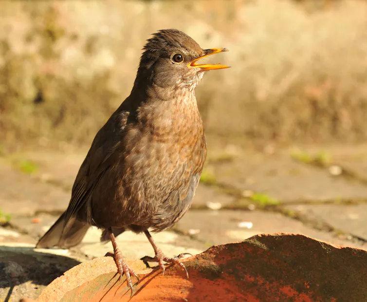 bird with beak open