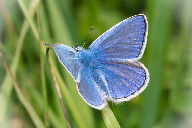 Blue butterfly