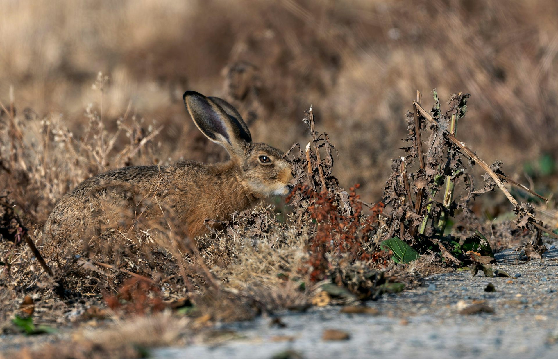 Extreme drought is changing Britain’s wildlife – and some effects won’t be seen until next year