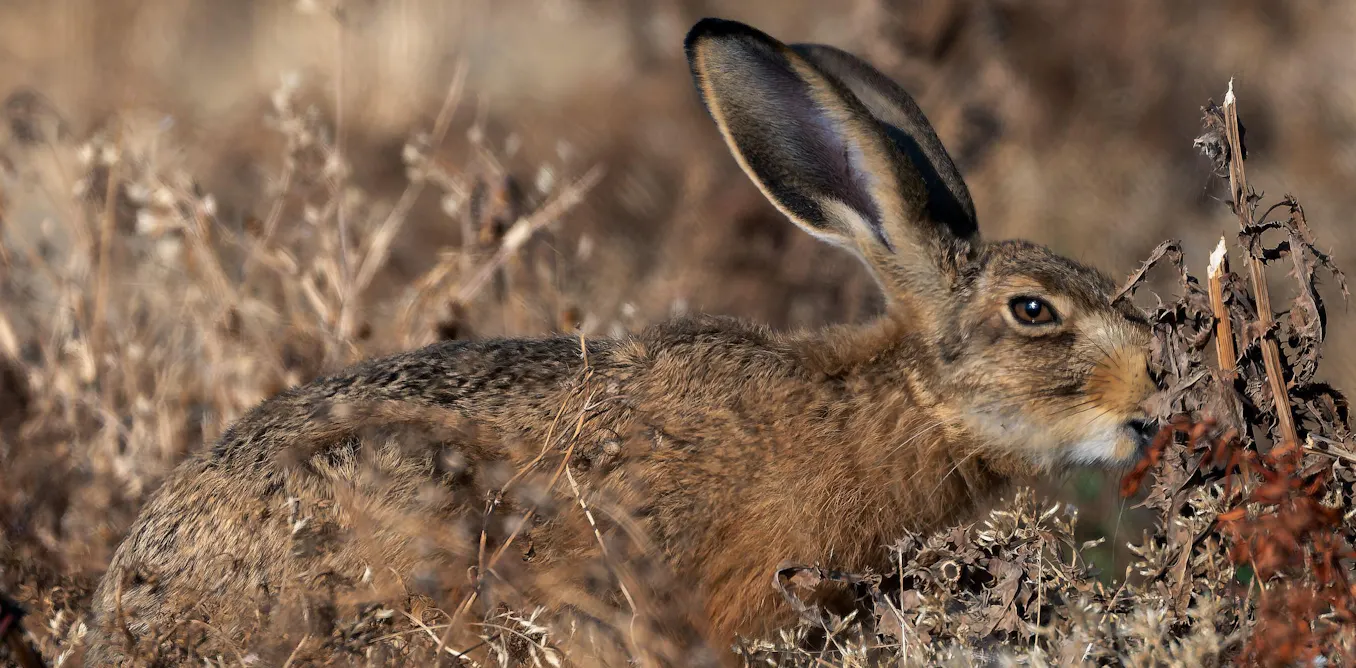 Extreme drought is changing Britain’s wildlife – and some effects won’t be seen until next year Extreme drought is changing Britain’s wildlife – and some effects won’t be seen until next year