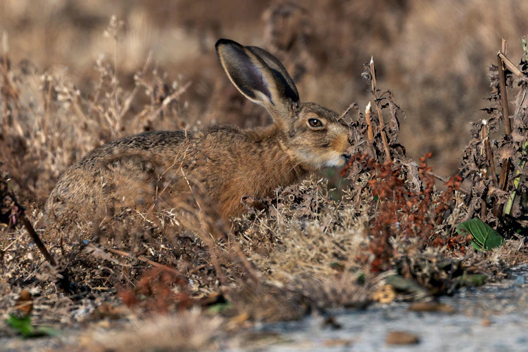 hare in arid vegetation