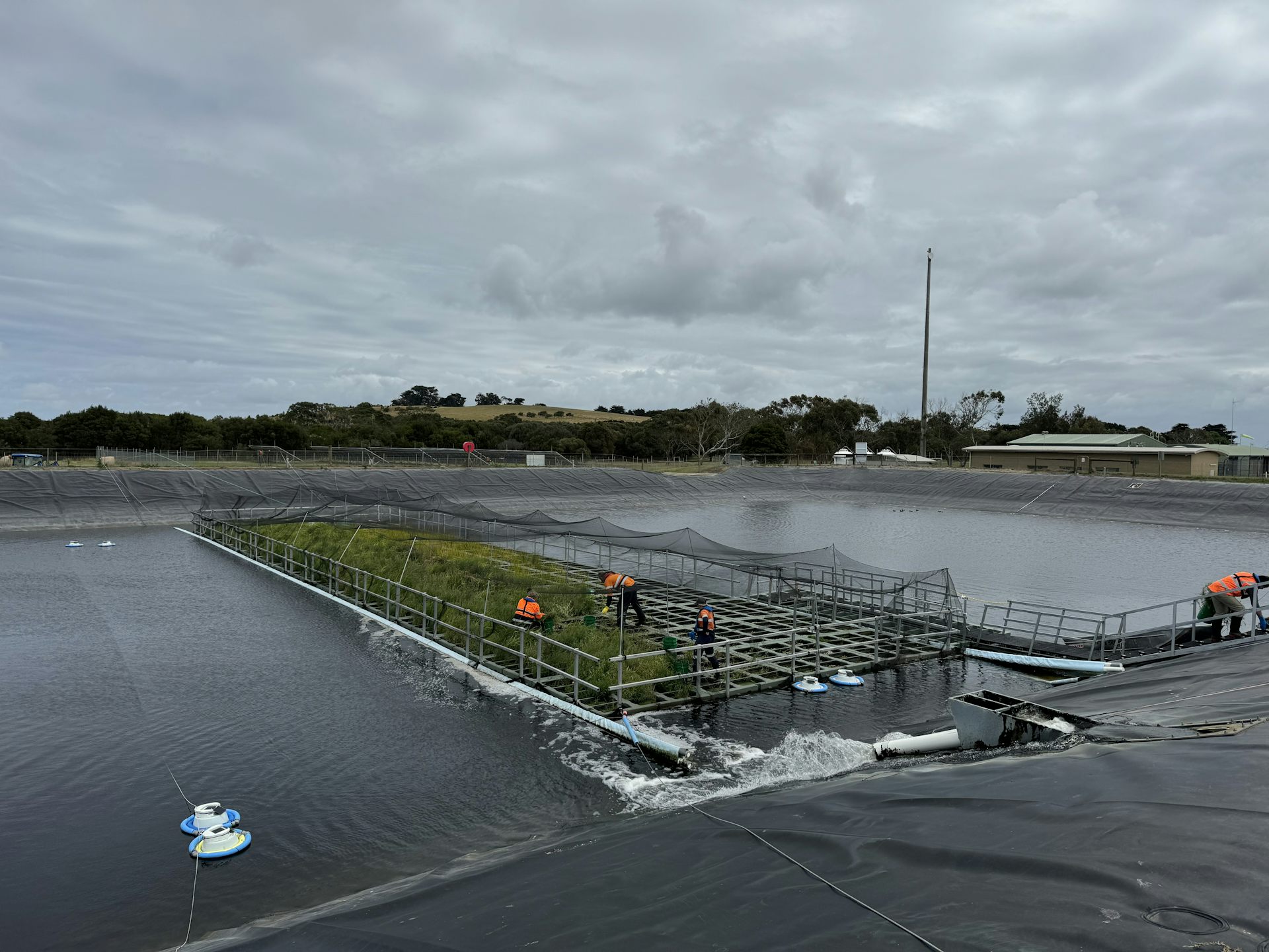 Floating wetlands a promising way to decrease wastewater emissions: new research
