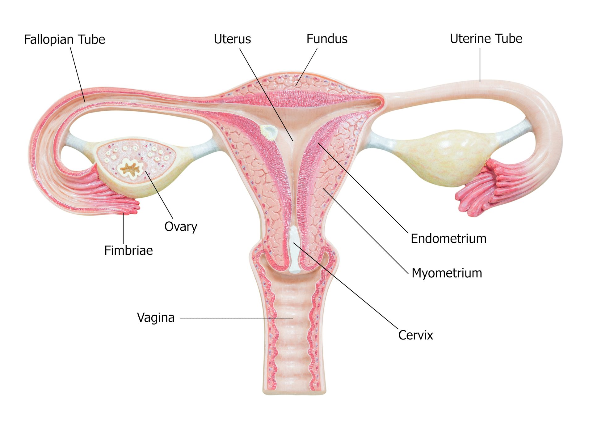 Diagram showing ovaries, fallopian tubes and uterus.