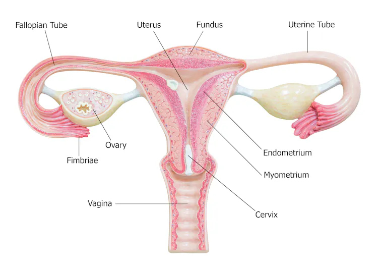 Diagram showing ovaries, fallopian tubes and uterus.