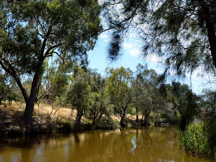 Peaceful landscape of a brown river surrounded by native trees.