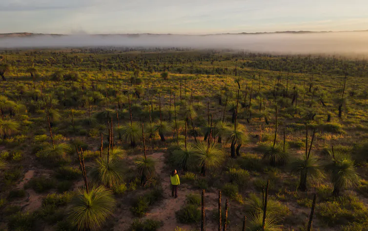 A person in high vis standing among desert grass in Western Australia.