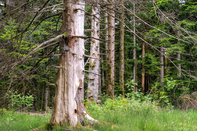 Une forêt vosgienne ravagées par les scolytes, des petits coléoptères à l'origine de ravages conséquents chez les épicéas de l'est de la France, notamment du fait du changement climatique et du manque de diversité.