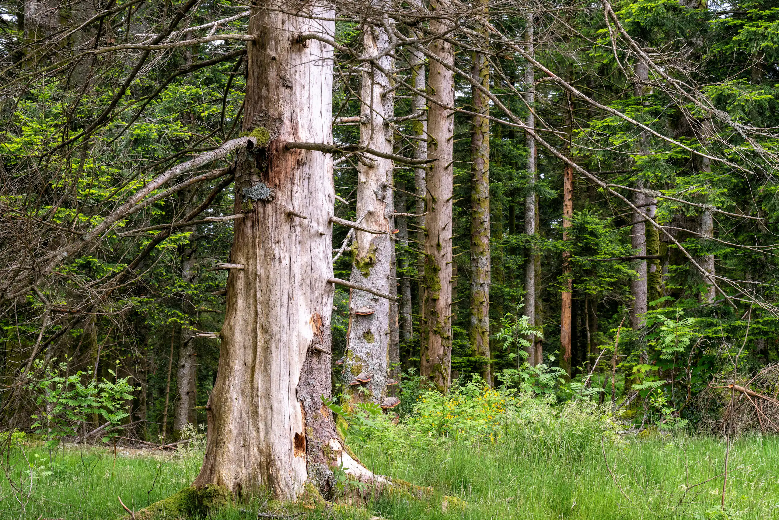 Une forêt vosgienne ravagées par les scolytes, des petits coléoptères à l'origine de ravages conséquents chez les épicéas de l'est de la France, notamment du fait du changement climatique et du manque de diversité.