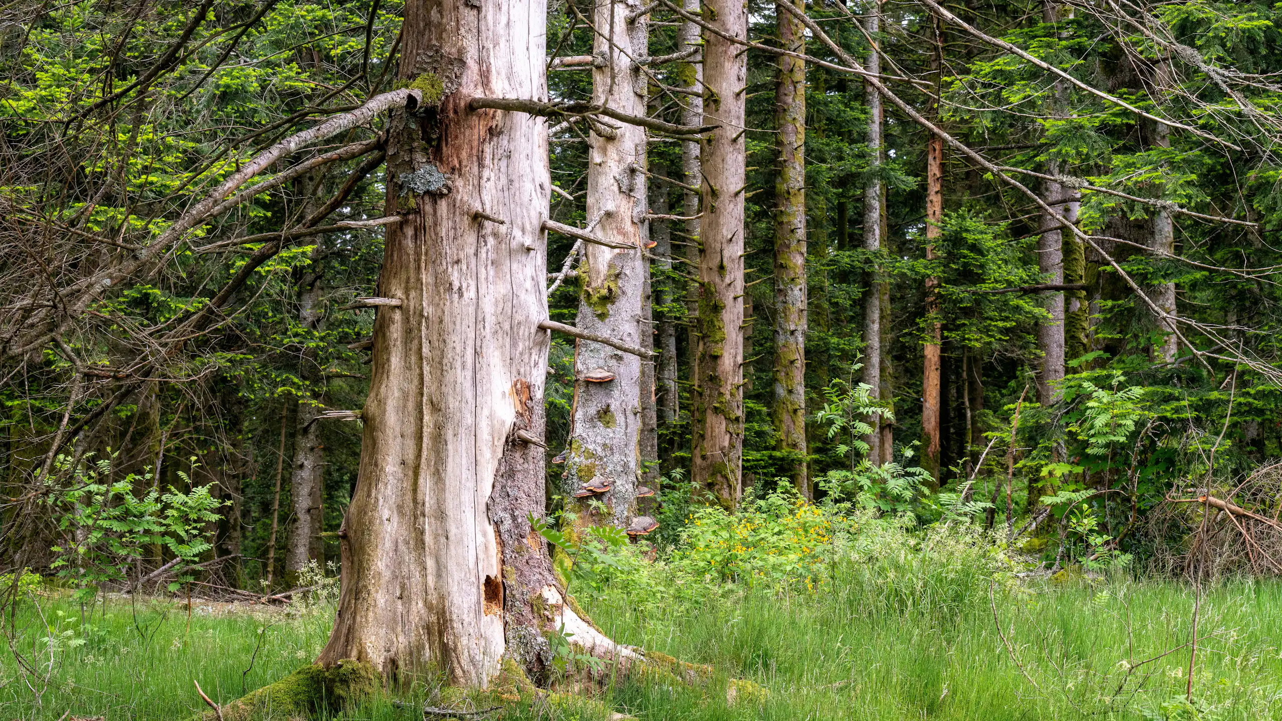 Une forêt vosgienne ravagées par les scolytes, des petits coléoptères à l'origine de ravages conséquents chez les épicéas de l'est de la France, notamment du fait du changement climatique et du manque de diversité.