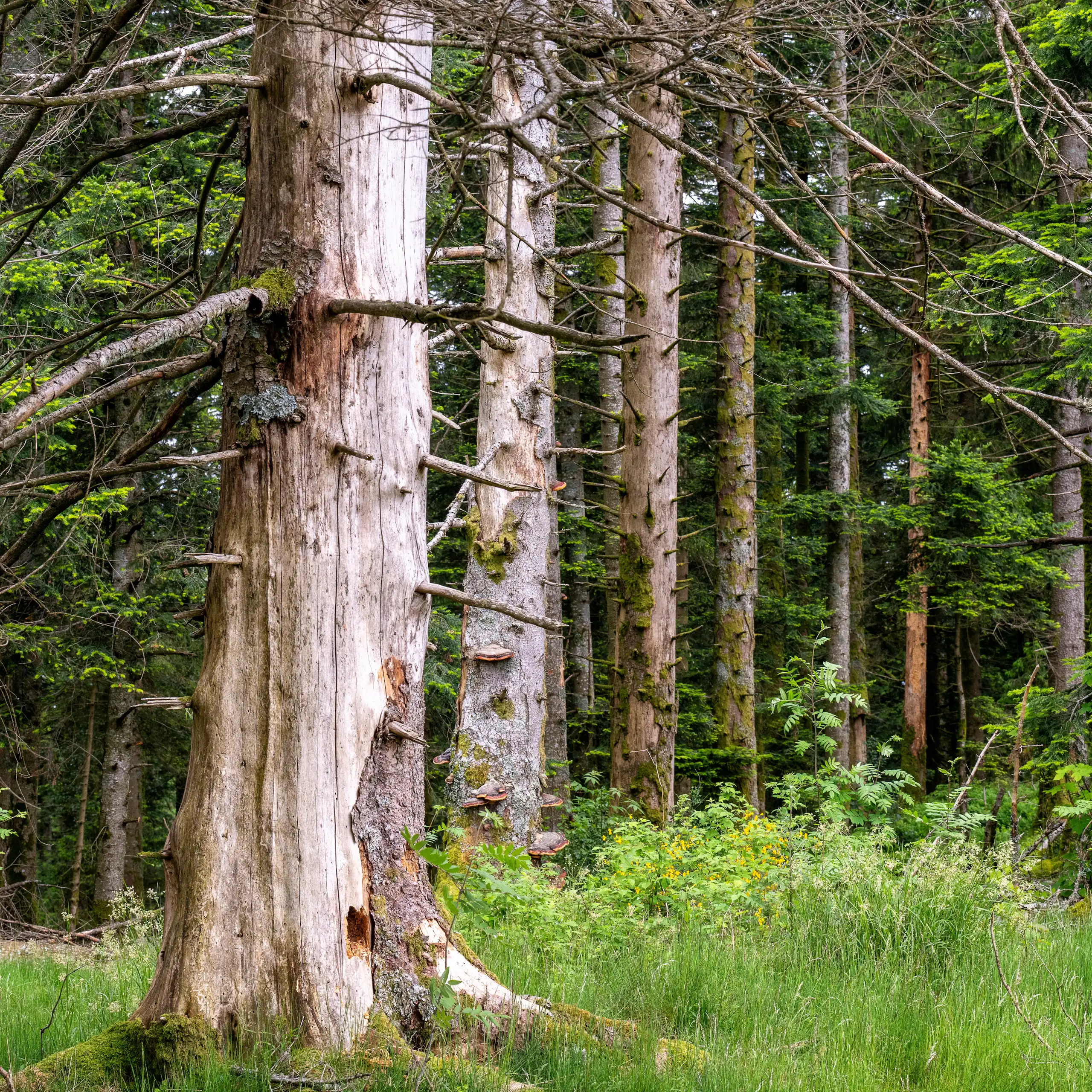 Une forêt vosgienne ravagées par les scolytes, des petits coléoptères à l'origine de ravages conséquents chez les épicéas de l'est de la France, notamment du fait du changement climatique et du manque de diversité.