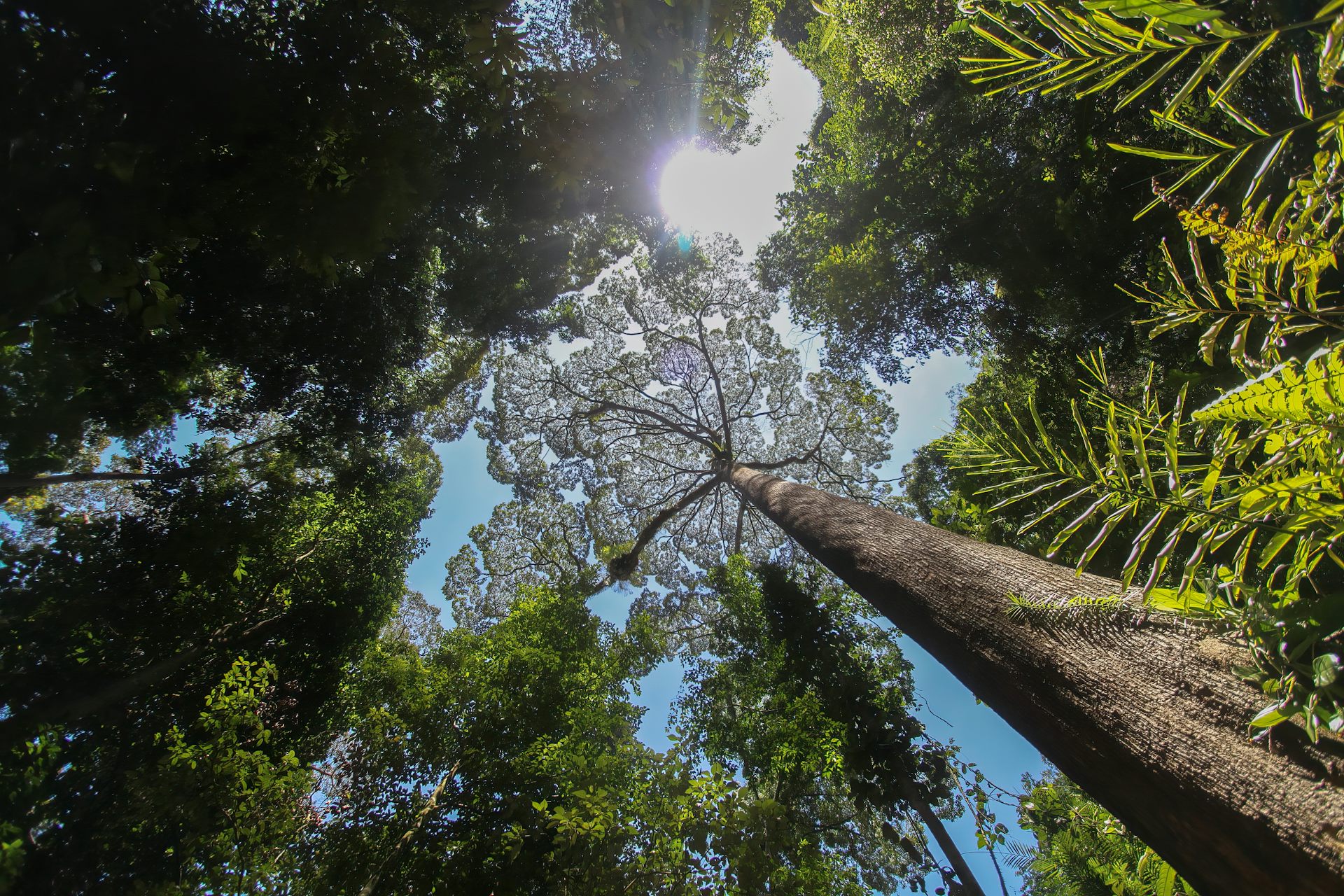 The world’s biggest trees could hold the secret to coping with drought