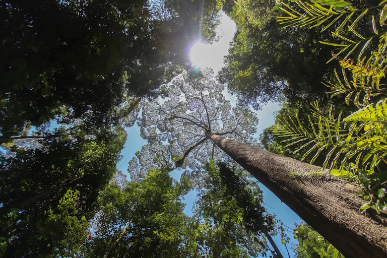 view looking up at huge trees, sunlight shining through branches, blue sky