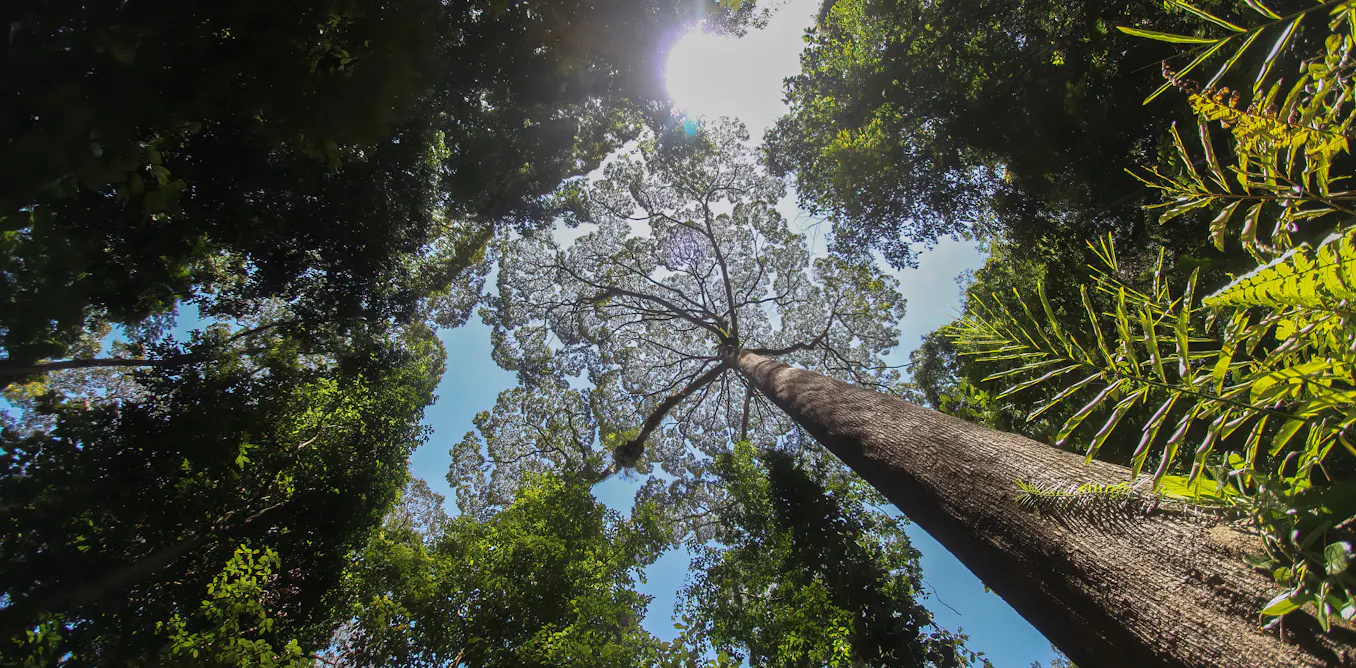 The world’s biggest trees could hold the secret to coping with drought The world’s biggest trees could hold the secret to coping with drought