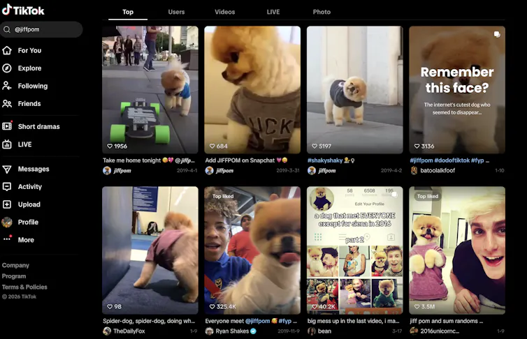 A screenshot of TikTok posts featuring a small fluffy white dog.