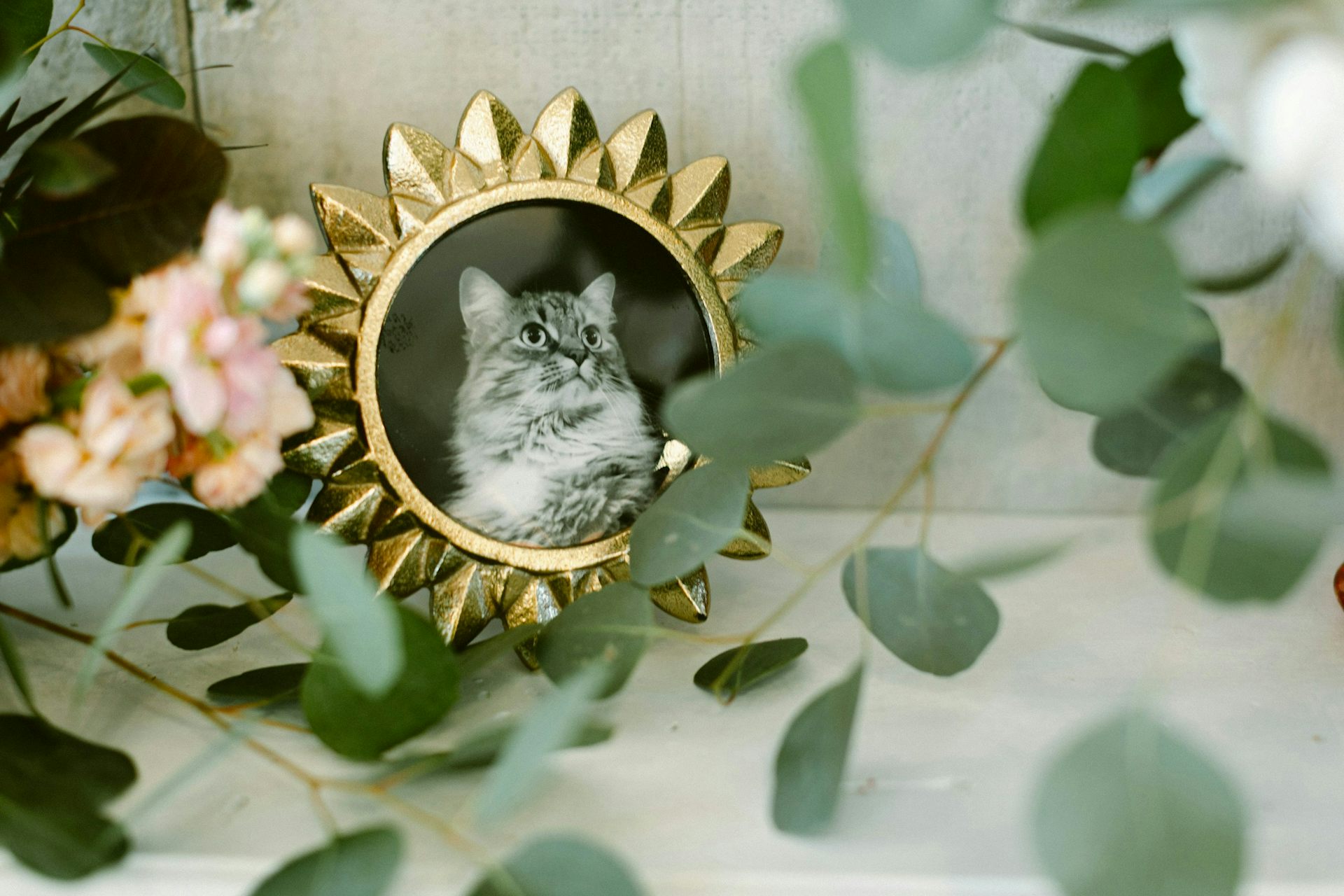 A photo of a cat in a gold frame, with leaves and flowers around it.