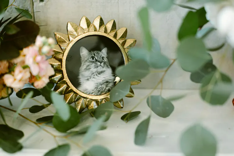 A photo of a cat in a gold frame, with leaves and flowers around it.