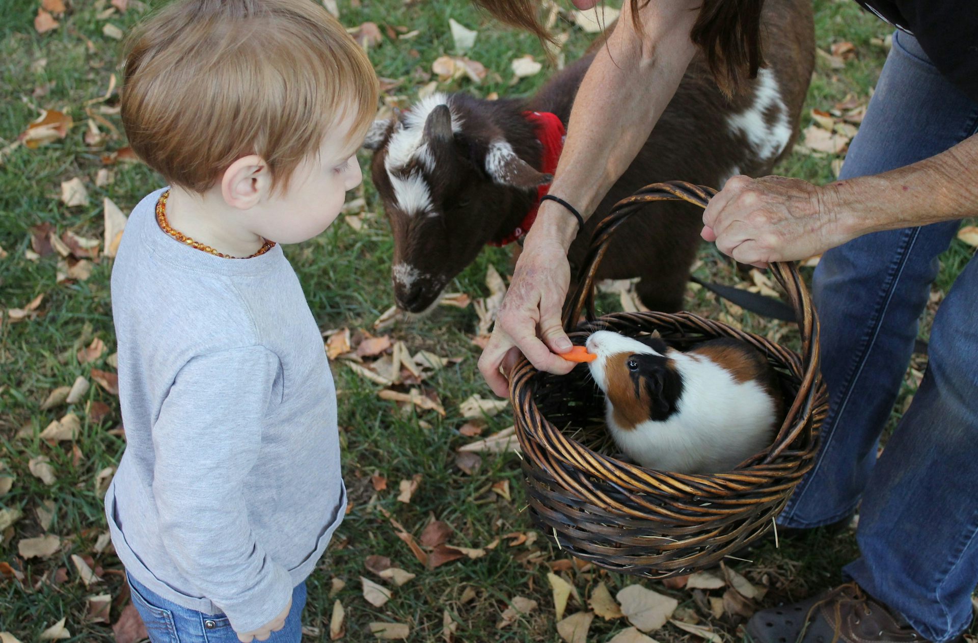 A woman holds a hamster in a basket, feeding it carrot, with a young boy watching and a goat beside her.