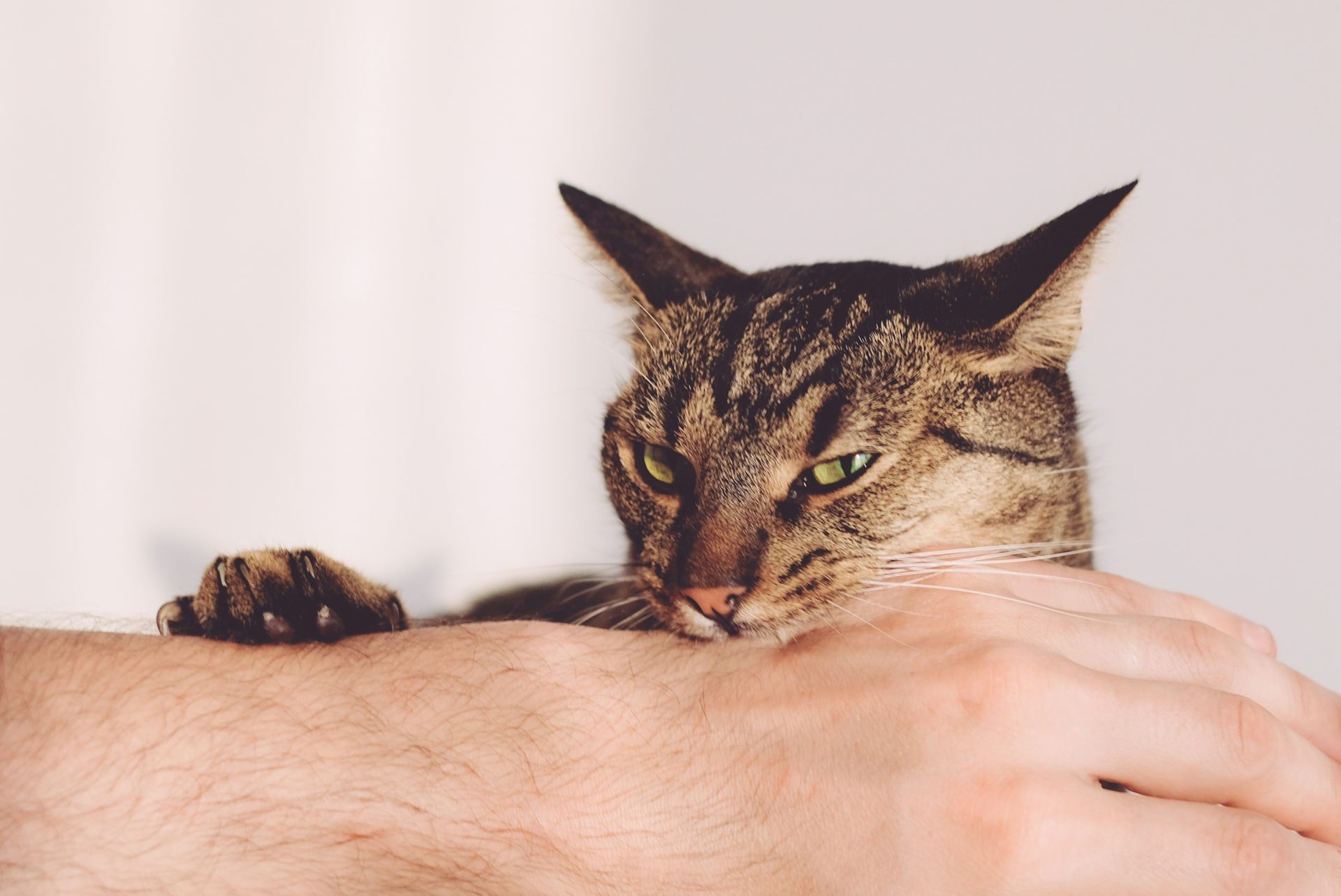 Ce que vous considérez comme du jeu ne l'est peut-être pas pour votre chat. 