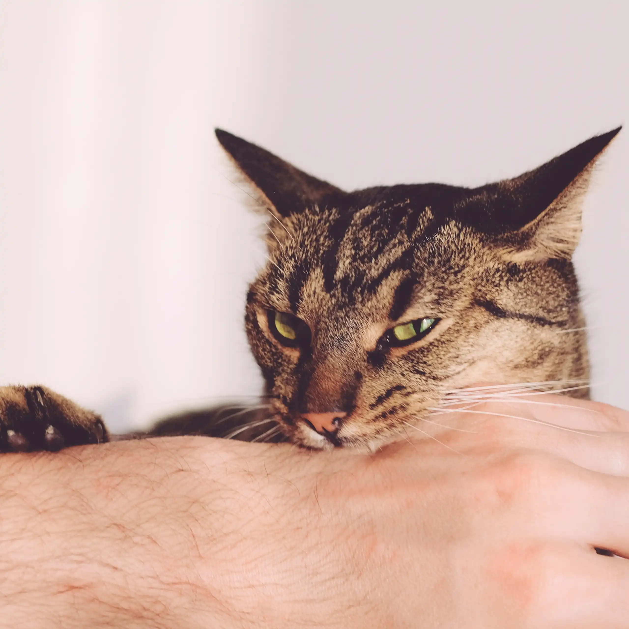 Ce que vous considérez comme du jeu ne l'est peut-être pas pour votre chat.