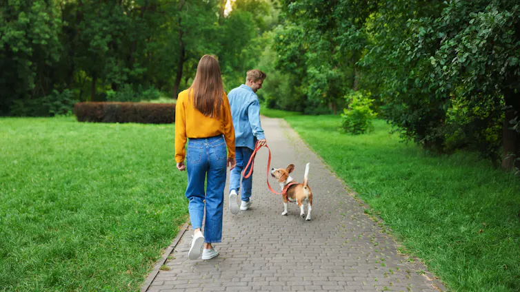 A couple walk their dog in the park