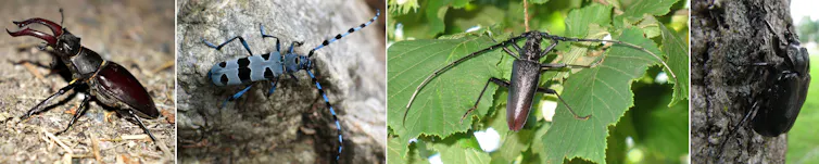 De gauche à droite : lucane cerf-colant, rosalie des Alpes, grand capricorne du chêne et pique-prune