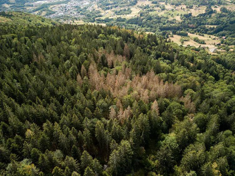 Forêt d’épicéas scolytés dans les Vosges en 2020