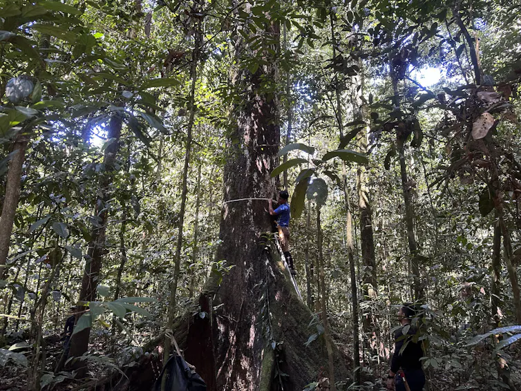 view of huge tree in a forest being measured by a person on a ladder