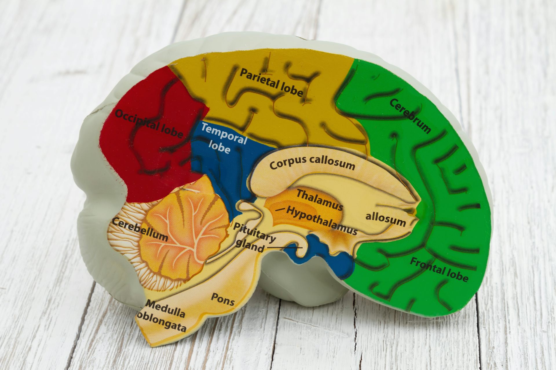 Model brain with anatomy on weathered wood.