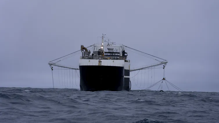 A large ship in the middle of the ocean has booms out with lines running into the water.