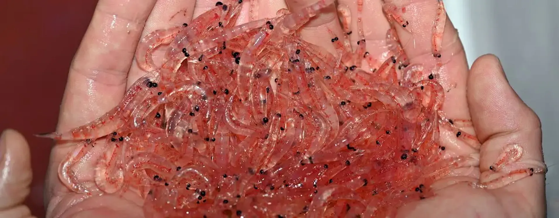 A person's hands hold dozens of tiny pink shrimp-like creatures.