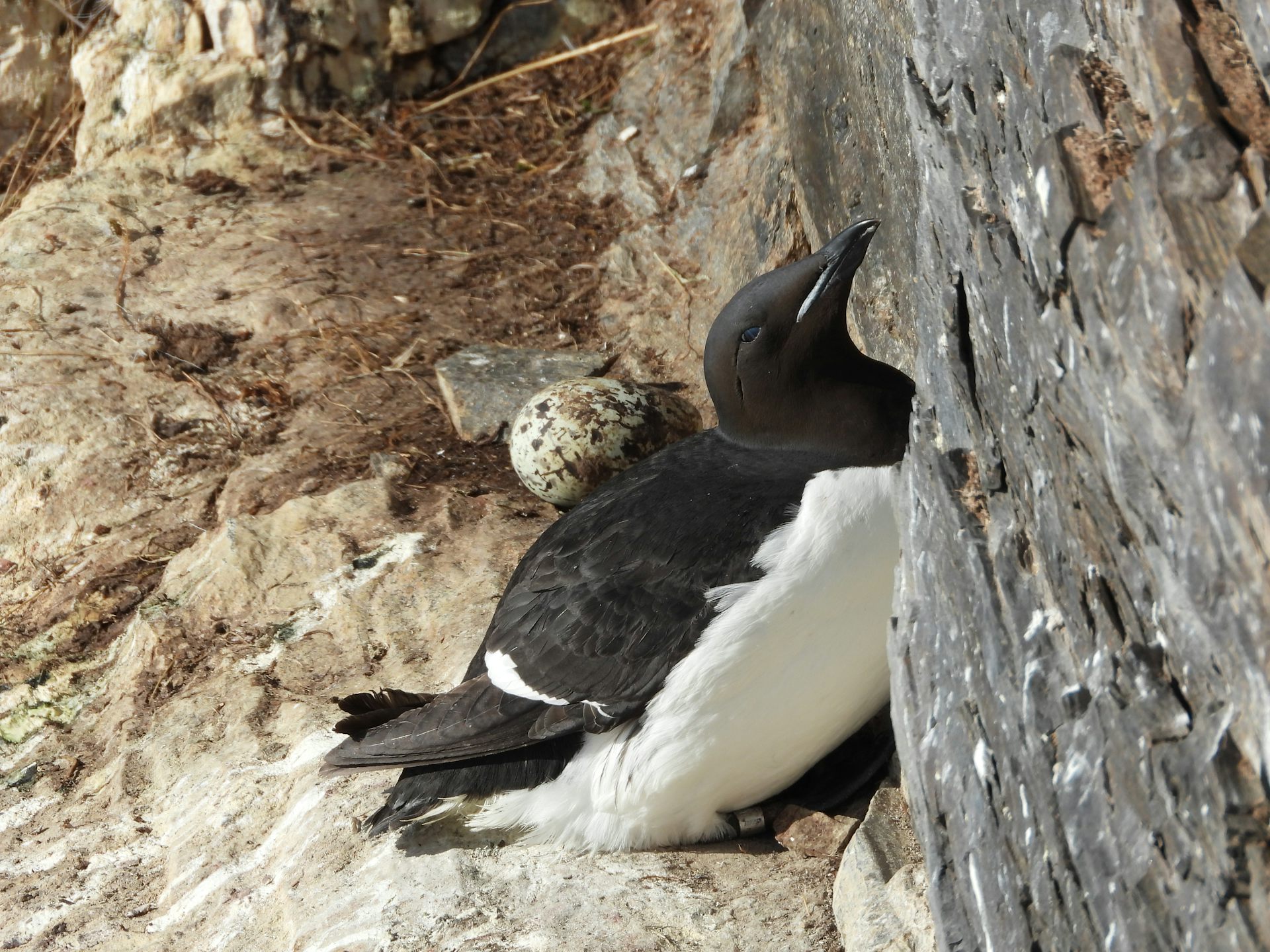 Ave blanca y negra junto a un huevo en su nido en las rocas
