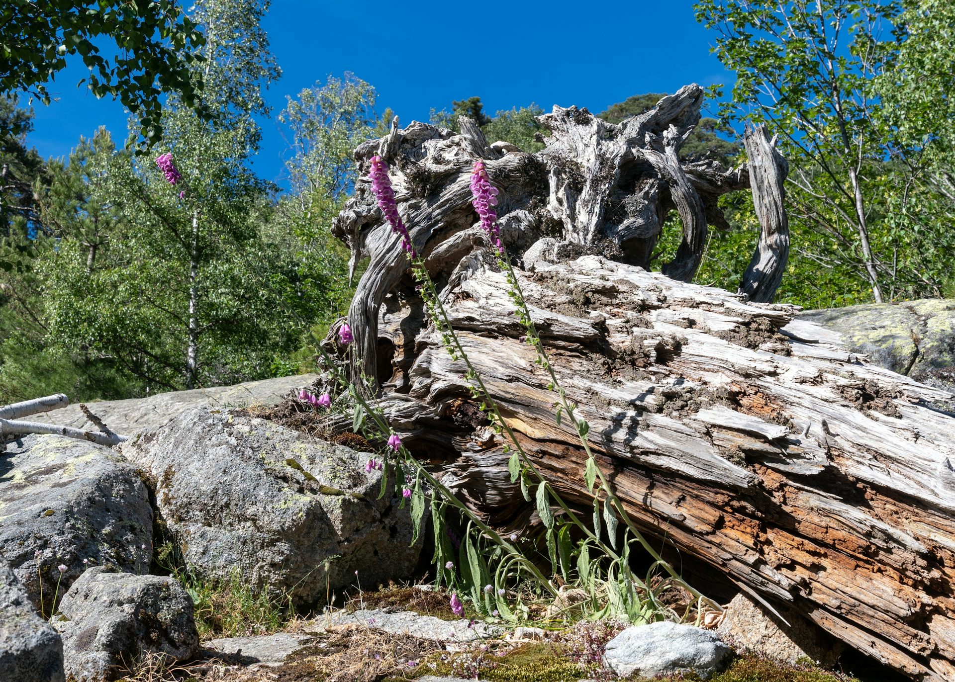 Un arbre mort dans une forêt corse. 