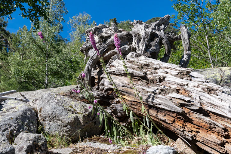 Un arbre mort dans une forêt corse.