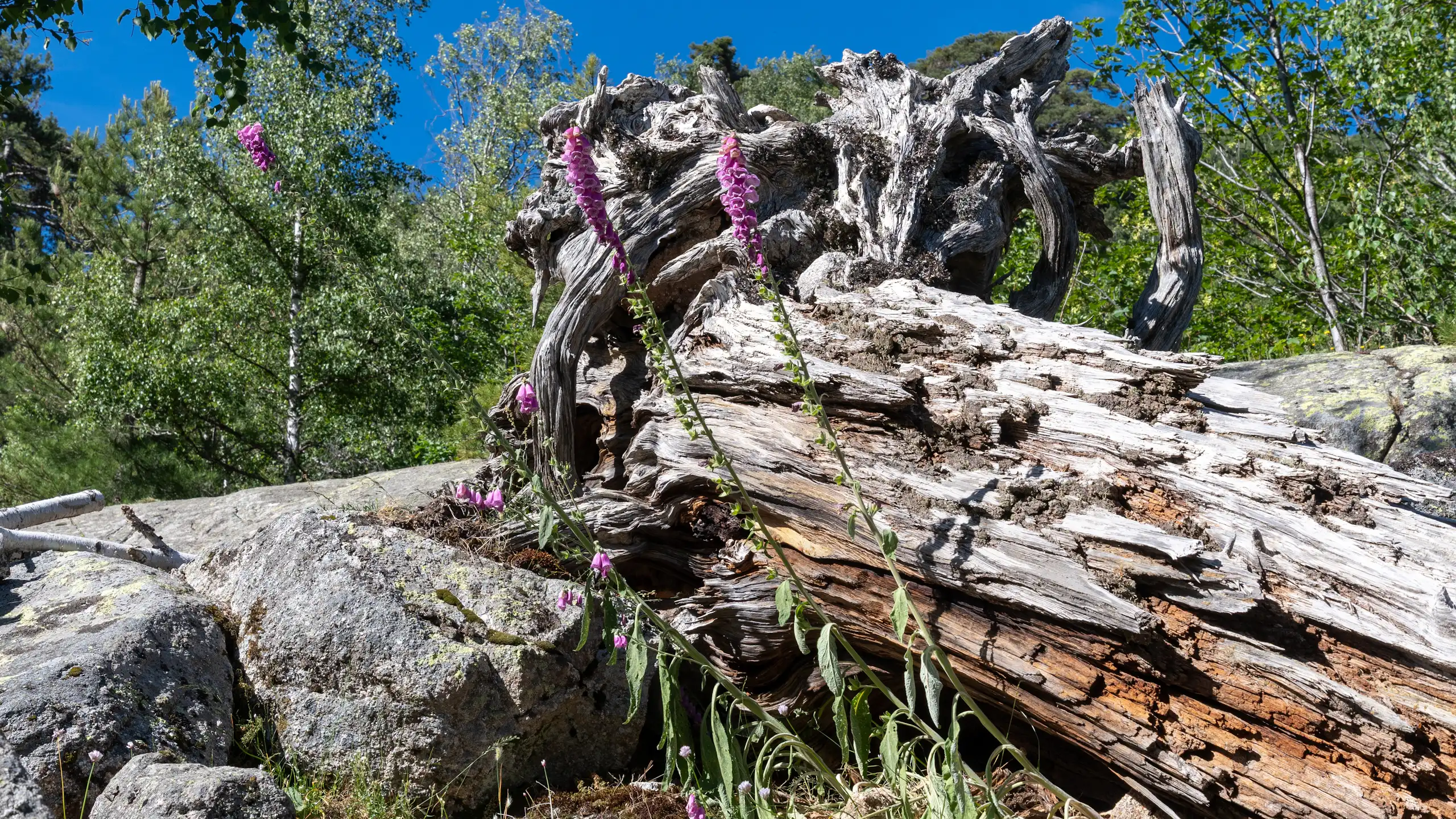 Un arbre mort dans une forêt corse.