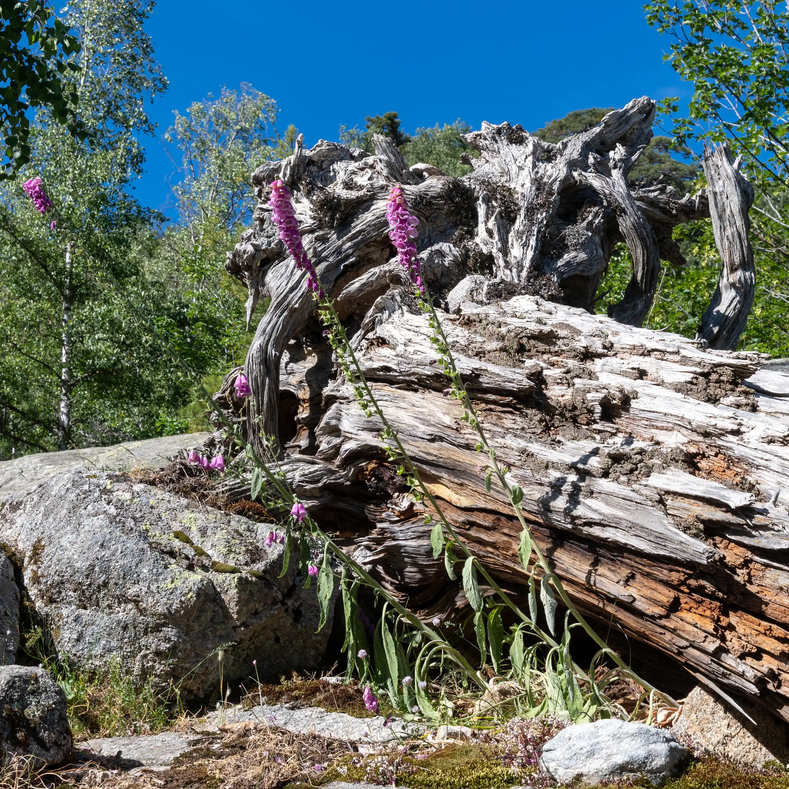 Un arbre mort dans une forêt corse.