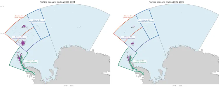 Two maps of a region of Antarctica and the Southern Ocean below the Atlantic show purple shading where krill fishing activity happened under two different sets of rules. More krill were caught in 2025 and 2026 than in the previous years, in a smaller area of the ocean.