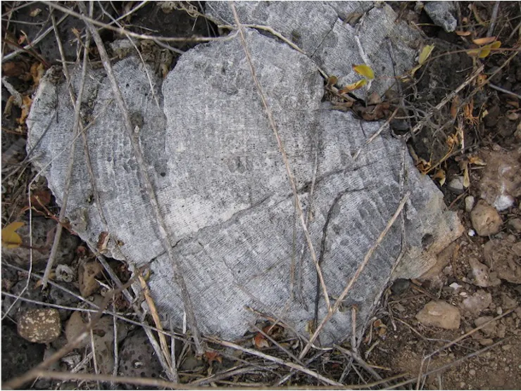 A flat surface that looks like rock with clear growth bands that look like tree rings.